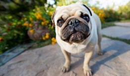 巴哥爆料角色视频,角色视频揭秘，精彩瞬间抢先看