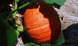 漂亮女配在恋综吃瓜免费南瓜藤,女配吃瓜免费南瓜藤，甜蜜瓜事引关注